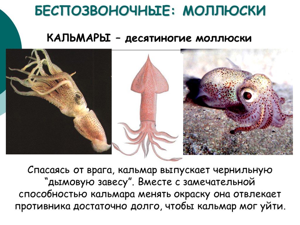 Десятиногий моллюск. Беспозвоночные животные. Класс беспозвоночных животных. Беспозвоночные моллюски. Многообразие беспозвоночных.