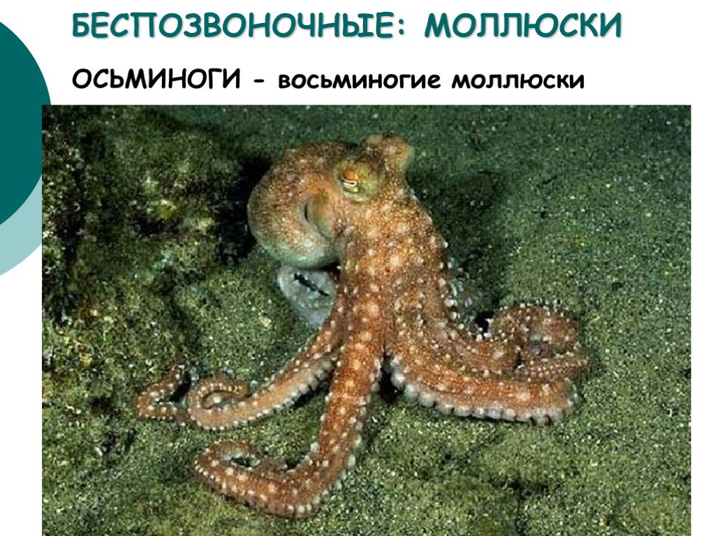 Беспозвоночные животные моллюски примеры. Осьминог. Беспозвоночные морские животные. Осьминог моллюск. Морские обитатели моллюски.