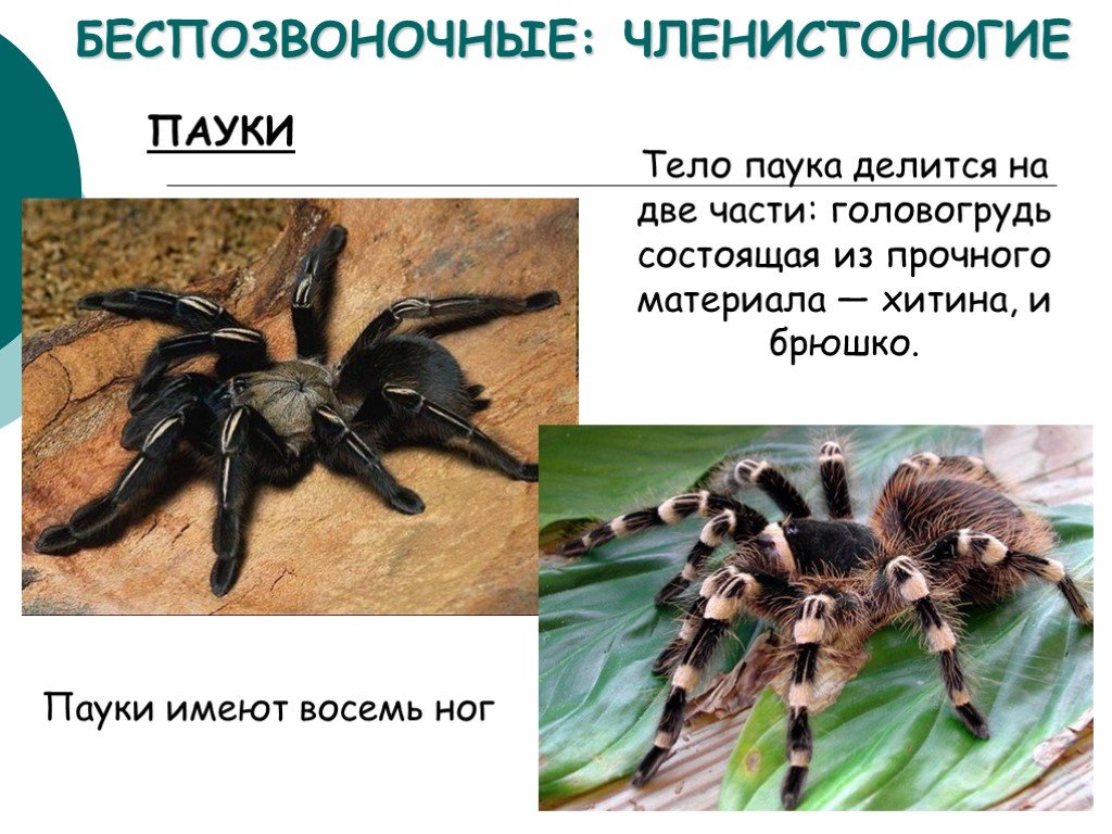 Паук это беспозвоночное животное. Беспозвоночные паукообразные. Членистоногие паукообразные. Членистоногие пауки. Беспозвоночные животные пауки.