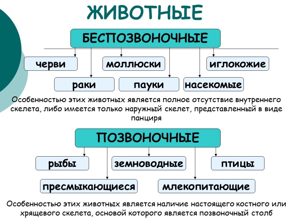 Схема многообразия животных