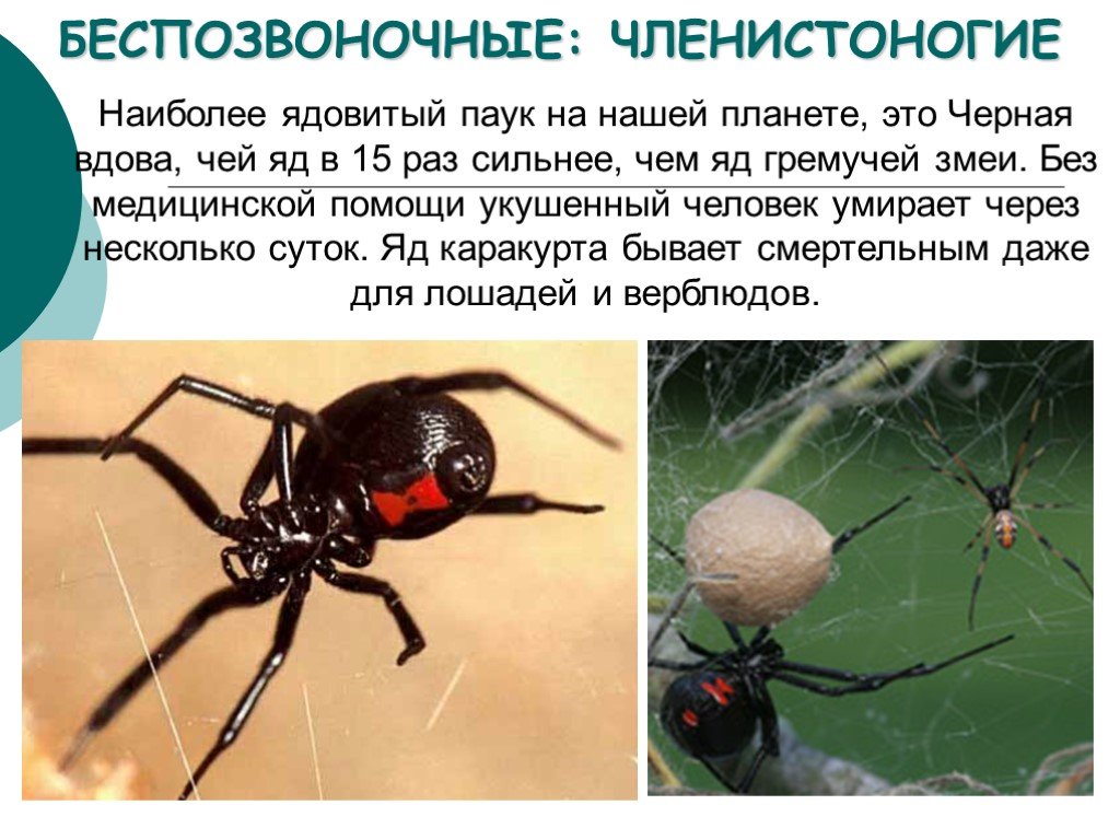 Паук это беспозвоночное животное. Чёрная вдова паук Членистоногие. Доклад про паука черная вдова. Паук чёрная вдова презентация. Паук черная вдова ядовитая для человека.
