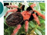 Поймав добычу (например, насекомое) при помощи паутины, паук убивает её ядом и впрыскивает в неё пищеварительные соки. По истечении некоторого времени (обычно нескольких часов) паук высасывает образовавшийся питательный раствор.