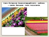 Село Янтарное Красногвардейского района – самое большое поле тюльпанов