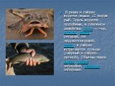 В реках и озёрах водится свыше 15 видов рыб. Здесь водятся лососёвые, в основном семейства сигов — чир, нельма, муксун, ряпушка, сиг ледовитоморский, омуль; в озёрах встречаются гольцы (озёрный и озёрно-речной). Обычны также налим, хариус сибирский, корюшка сибирская.