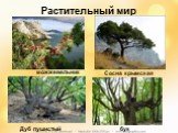Растительный мир можжевельник Сосна крымская Дуб пушистый бук