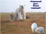 «Родильный дом» белых медведей