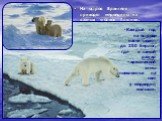 На остров Врангеля приходят медведицы из разных уголков Арктики. Каждый год на острове насчитывают до 250 берлог, где в самый разгар арктической зимы появляются на свет у медведиц малыши.