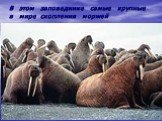 В этом заповеднике самые крупные в мире скопления моржей