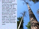 86% of the area of Belovezhskaya Pushcha is covered by woods.The age of trees ranges up to 160-180 years while their heights amount up to 32-35 meters. Sometimes you can find true record breakers: 200 to 350 years old pine trees with trunk diameter of up to 150 cm or oaks older than 600 years.