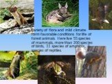 Variety of flora and mild climate form favorable conditions for life of forest animals. Here live 55 species of mammals, more than 200 species of birds, 11 species of amphibia, 7 species of reptiles.