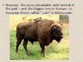 However, the most remarkable wild animal of the park - and the biggest one in Europe - is European bison called "zubr" in Belorussian.