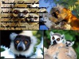 Certainly, local «tsars of the nature» is lemurs. According to a local belief , in these small animals souls of the died people or the eremites who have voluntary gone to the jungle move.