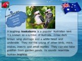 A laughing kookaburra is a popular Australian bird. It is known as a symbol of Australia. It has dark brown wing plumage and a white head and underside. They eat the young of other birds, mice, snakes, insects and small reptiles. They can also take goldfish from garden ponds. Its sounds resemble hum
