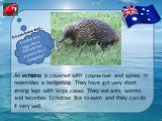 An echidna is covered with coarse hair and spines. It resembles a hedgehog. They have got very short strong legs with large claws. They eat ants, worms and termites. Echidnas like to swim and they can do it very well. Echidna lays eggs like a bird and has a pouch like a kangaroo?