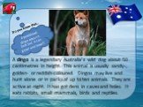 A dingo is a legendary Australia’s wild dog about 50 centimetres in height. This animal is usually sandy-, golden- or reddish-coloured. Dingos may live and hunt alone or in packs of up to ten animals. They are active at night. It has got dens in caves and holes. It eats rabbits, small mammals, birds