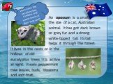 An opossum is a small, the size of a cat, Australian animal. It has got dark brown or grey fur and a strong white-tipped tail. Its tail helps it through the forest. It lives in the nests or in the hollows of old eucalyptus trees. It is active at night. It eats peppermint tree leaves, buds, blossoms 