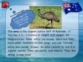 The emu is the largest native bird of Australia. It reaches 1.5 – 2 meters in height and weighs 60 kilogrammes. Male emus are mostly black but they have white feathers on the wings and tail. Female emus are usually brown. An emu cannot fly but it is a good runner. They eat plants and insects. They l