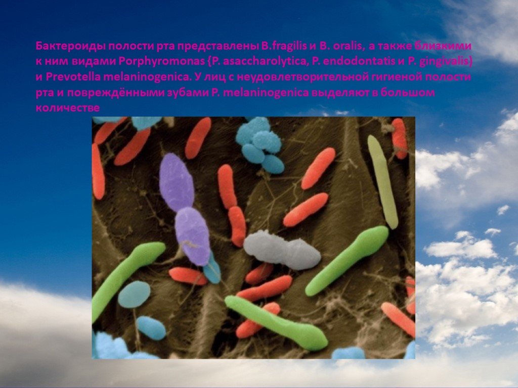 Микроорганизмы полости рта. Бактероидыпорфириномонады. Микрофлора ротовой полости. Микробная колонизация полости рта. Микробиота ротовой полости.