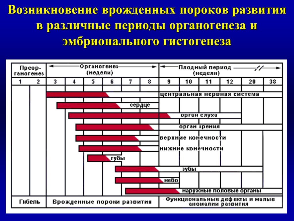 Критические периоды развития плода презентация