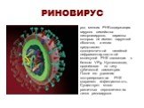 РИНОВИРУС. род мелких РНК-содержащих вирусов семейства пикорнавирусов, вирионы которых не имеют наружной оболочки, а геном представлен одноцепочечной линейной нефрагментированной молекулой РНК связанная с белком VPg. Нуклеокапсид организован по типу кубической симметрии. После его удаления экстрагир