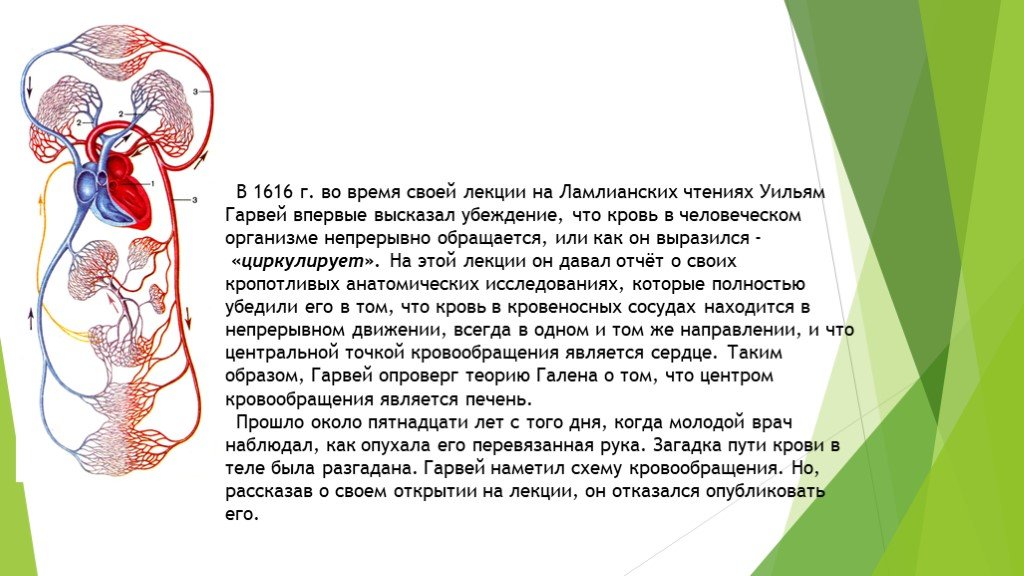 1616. Гален кровообращение. Теория кровообращения. Теория кровообращения Галена. Система кровообращения по Гарвею.