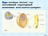 Ядро (nucleus, karion) - это постоянный структурный компонент всех клеток эукариот.