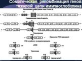 Соматическая рекомбинация генов тяжелой цепи иммуноглобулина