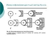 Иммунофлюоресцентный метод Кунса