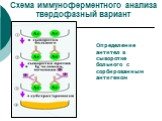 Схема иммуноферментного анализа твердофазный вариант. Определение антител в сыворотке больного с сорбированным антигеном