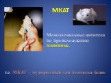 МКАТ. Моноклональные антитела по происхождению мышиные, т.е. МКАТ – чужеродный для человека белок