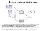 Фаг-дисплейные библиотеки. Бактериофаги, несущие миллионы различных фрагментов антител, наносят на колонку, содержащую нужный антиген (1). После отмывания ненужных фагов (2), те, которые связывают данный антиген (3), снимают с колонки и размножают в бактериях (4). Нуклеотидная последовательность ото