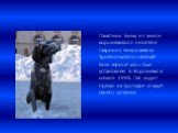 Памятник Биму из книги воронежского писателя Гавриила Николаевича Троепольского «Белый Бим чёрное ухо» был установлен в Воронеже в начале 1998. Пёс сидит прямо на тротуаре и ждёт своего хозяина.