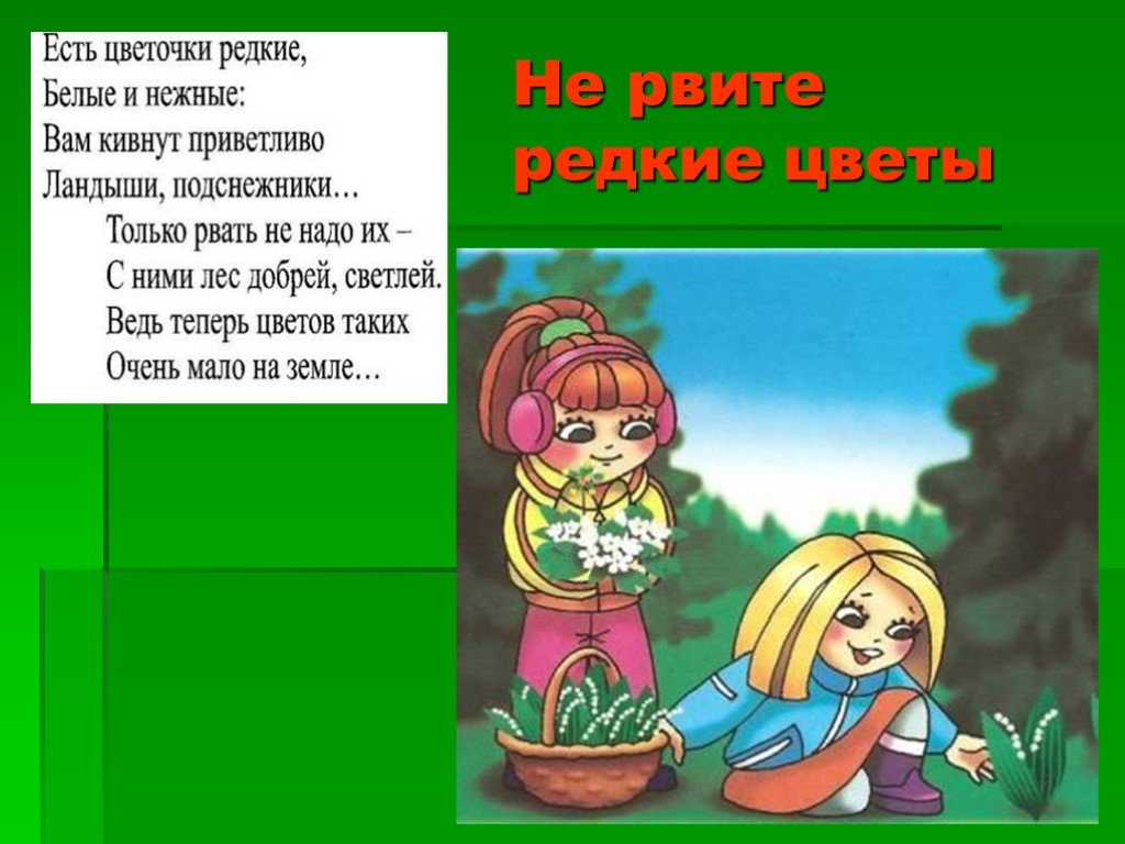 Не рву цветы. Не рвите редкие цветы. Стишок не рвите редкие цветы в лесу. Правила поведения в лесу не срывать цветы. Правила поведения не рвать цветы.