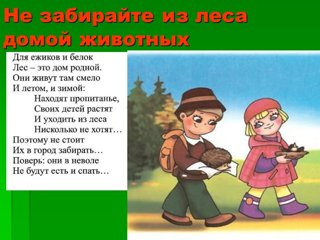 Презентация правила поведения в лесу для дошкольников в картинках