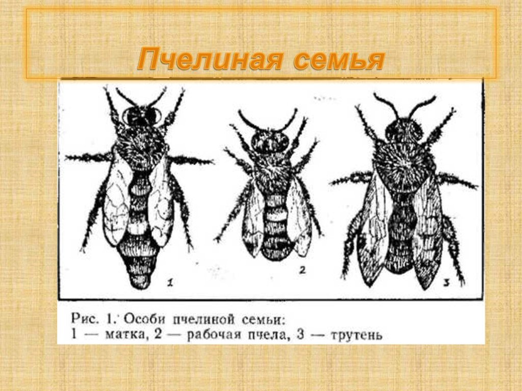 Пчела друг человека проект 1 класс