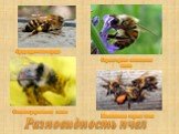 Среднерусская порода. Серая горная кавказская пчела. Степная украинская пчела. Итальянская порода пчел. Разновидность пчел