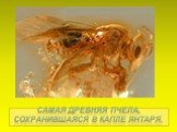 Самая древняя пчела, сохранившаяся в капле янтаря.