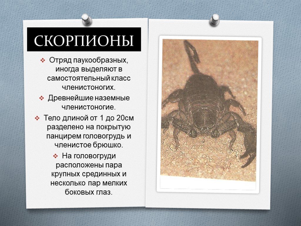 Гороскоп скорпион апрель 24. Скорпион презентация. Скорпион относится к классу. Доклад про скорпиона. Отряд Скорпионы презентация.