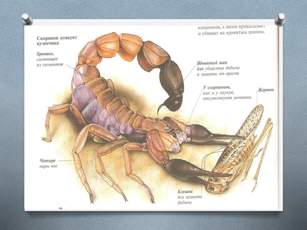 Какой признак внешнего строения скорпиона. Строение скорпиона биология 7 класс. Скорпионы внутреннее строение тела. Внешнее строение скорпиона биология 7 класс. Внутренне строение скорпиона.