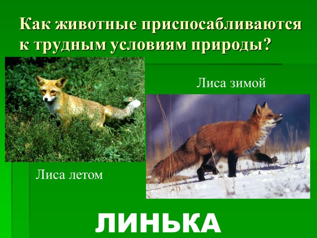 Приспособление лисы к жизни. Как животные приспосабливаются к среде. Лиса приспособление. Сезонные изменения лиса. Адаптация лисы.