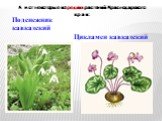 А вот некоторые из редких растений Краснодарского края: Подснежник кавказский. Цикламен кавказский