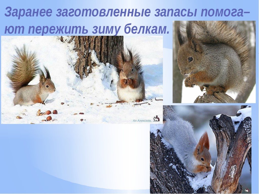 Изменения животных зимой 5 класс биология. Живая и неживая природа зимой. Зимние изменения в живой и неживой природе. Изменения в живой природе зимой. Сезонные изменения в живой природе зимой.