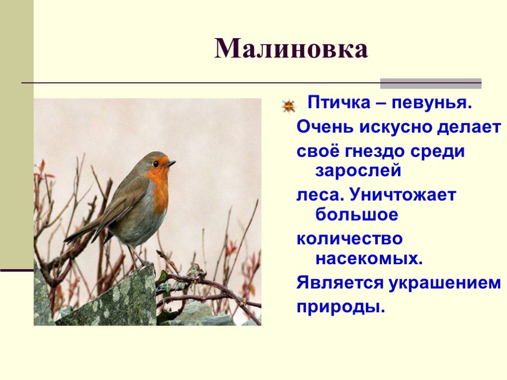 Малиновка слова. Рассказ о Малиновке. Доклад про про птица Малиновка. Рассказ о Птичке Зарянке. Малиновка доклад.