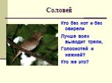 Соловей. Кто без нот и без свирели Лучше всех выводит трели, Голосистей и нежней? Кто же это?