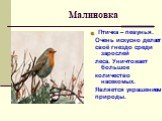 Малиновка. Птичка – певунья. Очень искусно делает своё гнездо среди зарослей леса. Уничтожает большое количество насекомых. Является украшением природы.