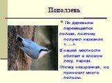 Поползень. По деревьям перемещается ползая, поэтому получил название «…..». В нашей местности обитает в еловом лесу, парках. Птичка невзрачная, но приносит много пользы.