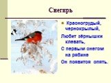 Снегирь. Красногрудый, чернокрылый, Любит зёрнышки клевать, С первым снегом на рябине Он появится опять.