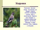 Типичная лесная птица. Основной ее пищей служат семена кедровой сосны, ели и насекомые. Однако она поедает и семена различных других растений, птенцов и яйца мелких птиц, ящериц и лягушек. Кедровка