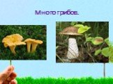 Много грибов.