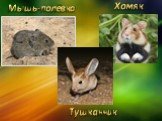 Мышь-полёвка Тушканчик Хомяк